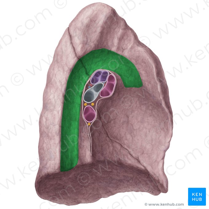 Aortic impression of left lung (Impressio aortica pulmonis sinistri); Image: Yousun Koh