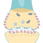 Neuronal synapses