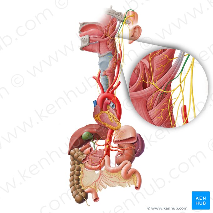 Ramus stylopharyngeus nervi glossopharyngei (Griffel-Rachen-Ast des Zungen-Rachen-Nervs); Bild: Paul Kim