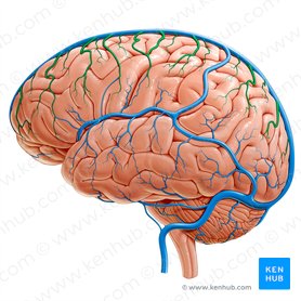 Superior cerebral veins (Venae superiores cerebri); Image: Paul Kim
