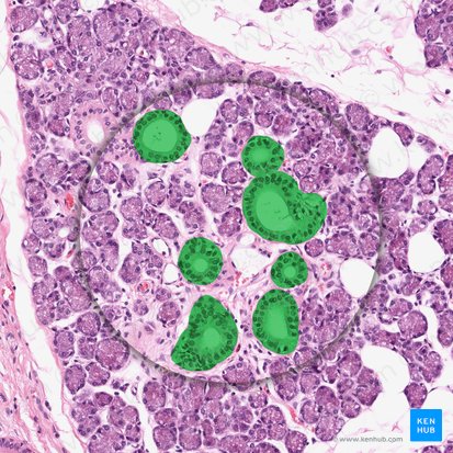 Striated duct (Ductus striatus); Image: 