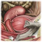 Vesicouterine pouch