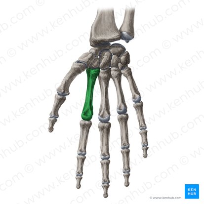 2nd metacarpal bone (Os metacarpi 2); Image: Yousun Koh