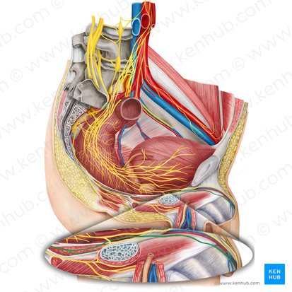 Nervo dorsal do pênis (Nervus dorsalis penis); Imagem: Irina Münstermann