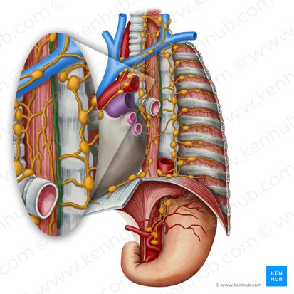 Thoracic duct (Ductus thoracicus); Image: Irina Münstermann