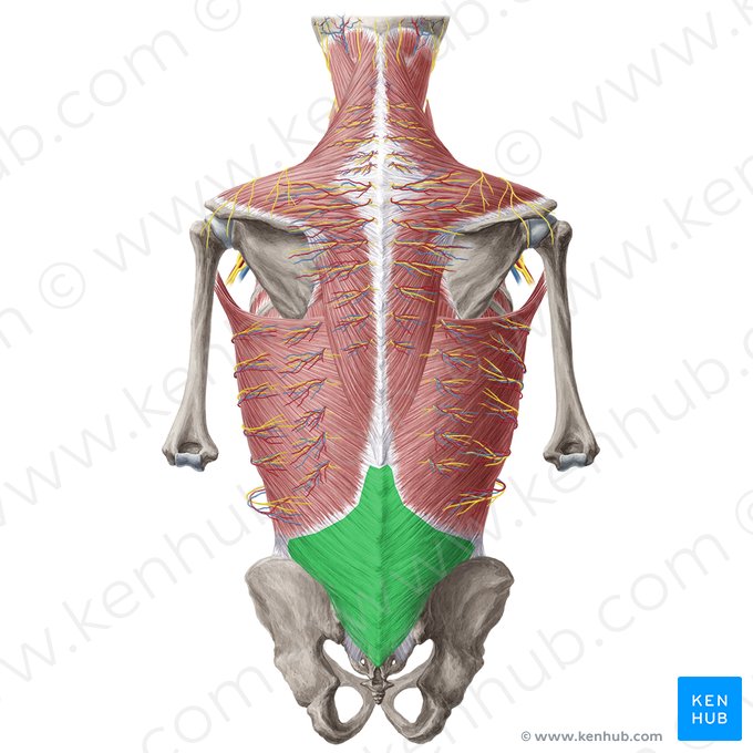 Fáscia toracolombar (Fascia thoracolumbalis); Imagem: Yousun Koh