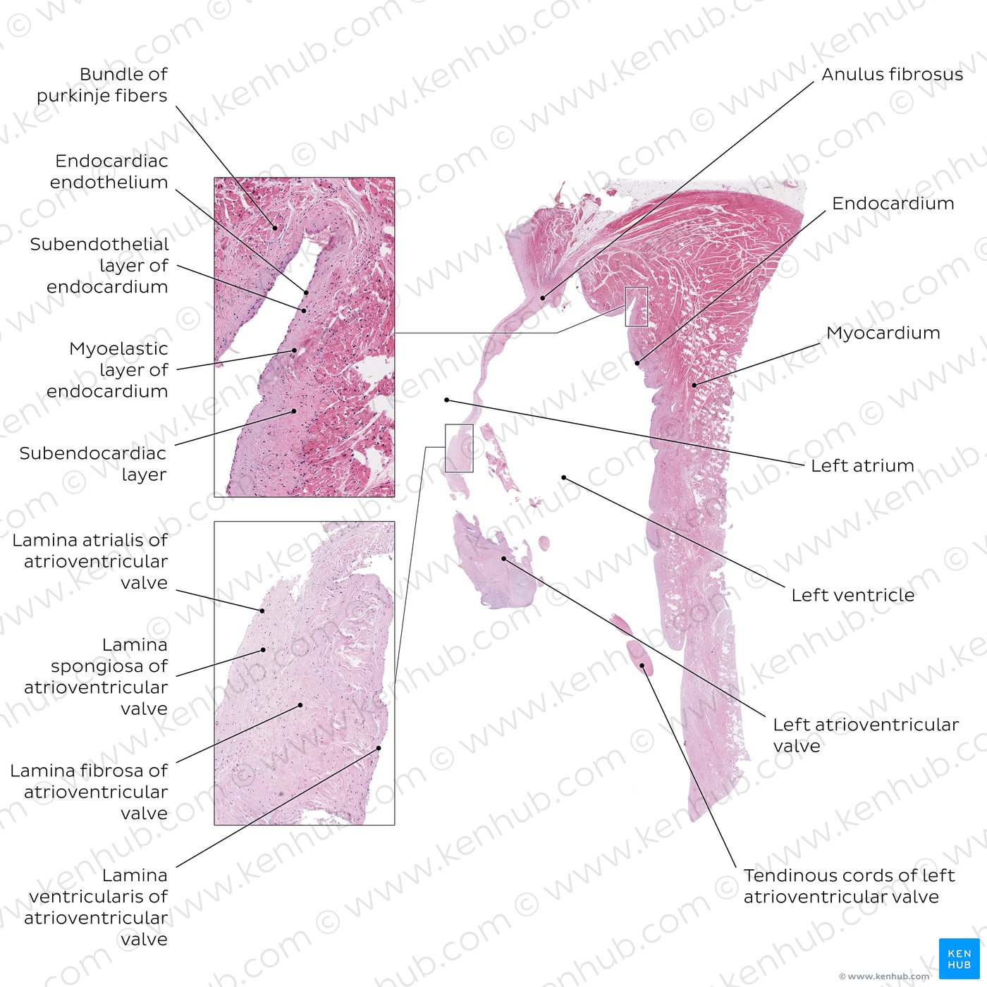 Heart histology