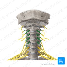 Anterior rami of spinal nerves C2-C6 (Rami anteriores nervorum spinalium C2-C6); Image: Yousun Koh