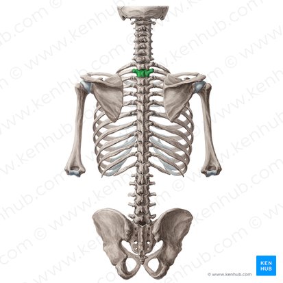 Vertebra T2; Image: Yousun Koh