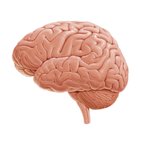 Visión general del cerebro