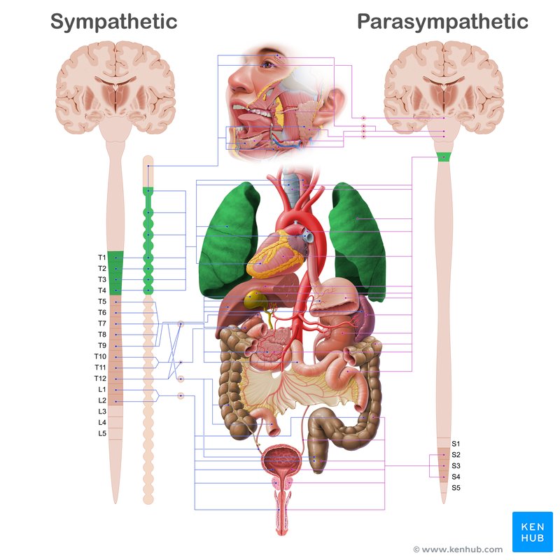 Lungs and various human body organs (anterior view)