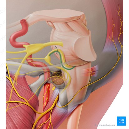 Radix sensoria nervi facialis (Sensible Wurzel des Gesichtsnervs); Bild: Paul Kim