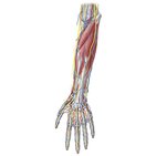 Neurovasculature of elbow and forearm