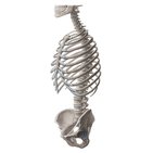 Bones of the trunk