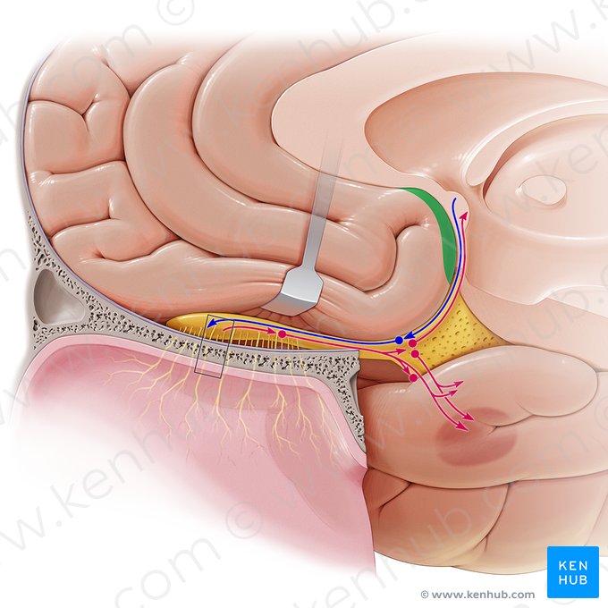 Giro paraterminal (Gyrus paraterminalis); Imagen: Paul Kim