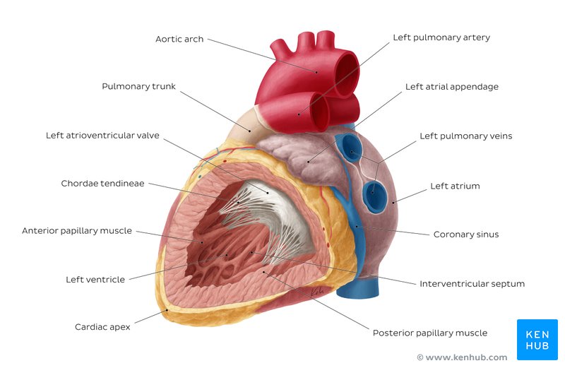 Anatomy of the left ventricle and left atrium