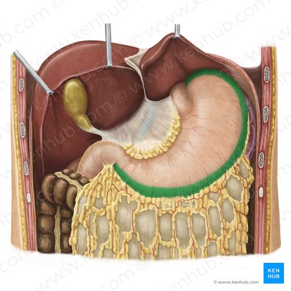 Greater curvature of stomach (Curvatura major gastris); Image: Irina Münstermann