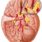 Arteria communicans anterior