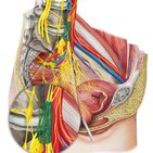 Superior hypogastric plexus