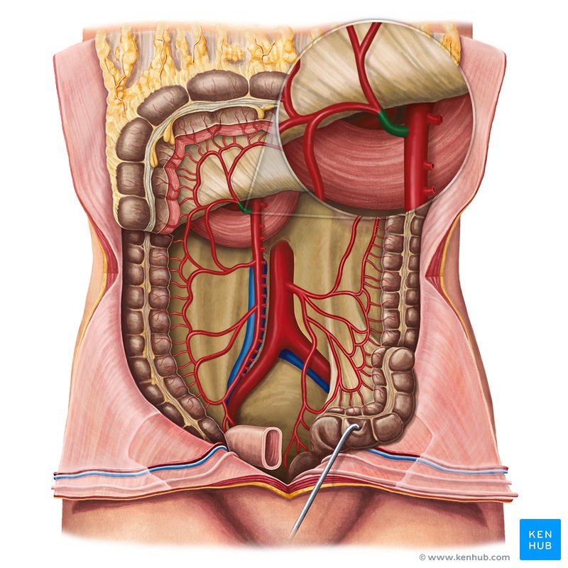 Middle colic artery (Arteria colica media)