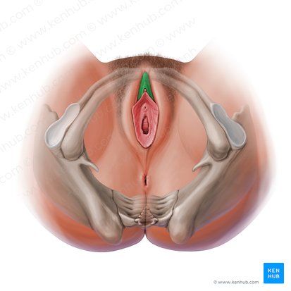 Prepuce of clitoris (Preputium clitoridis); Image: Paul Kim