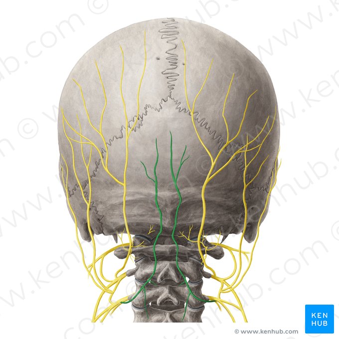 Nervo occipital terceiro (Nervus occipitalis tertius); Imagem: Yousun Koh