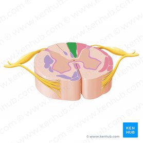 Drag each label to the appropriate location on this diagram of the human respiratory system