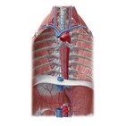 Vasos e nervos do mediastino posterior
