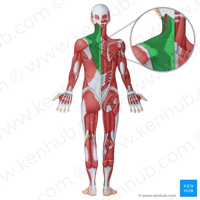 Músculo trapecio (Musculus trapezius); Imagen: Irina Münstermann