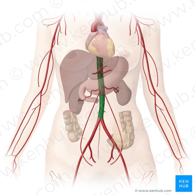 Aorta descendente (Aorta descendens); Imagem: Begoña Rodriguez