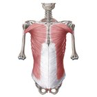 Main muscles of the trunk