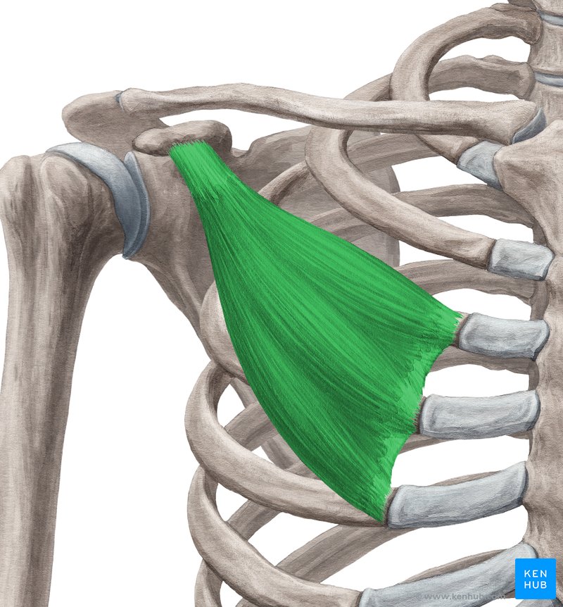 Músculo peitoral menor (verde) - vista anterior 