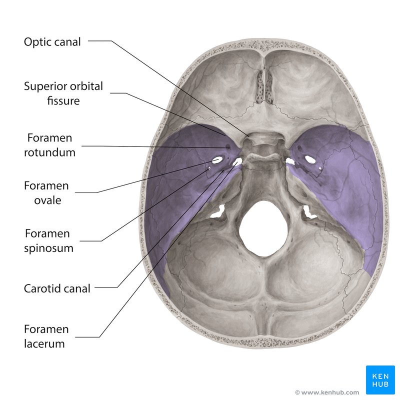 Foramina of middle cranial fossa - superior view
