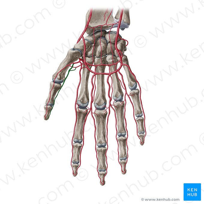 Palmar ulnar digital artery of thumb (Arteria digitalis ulnaris palmaris pollicis); Image: Yousun Koh