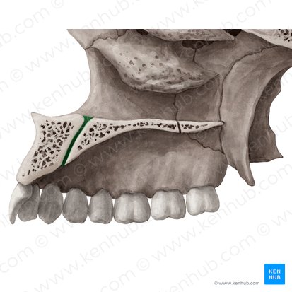 Conducto incisivo del hueso maxilar (Canalis incisivus); Imagen: Yousun Koh