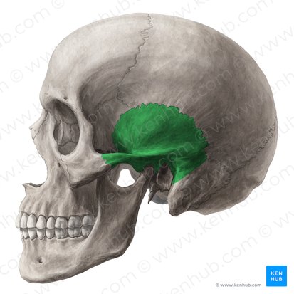 Parte escamosa do osso temporal (Pars squamosa ossis temporalis); Imagem: Yousun Koh