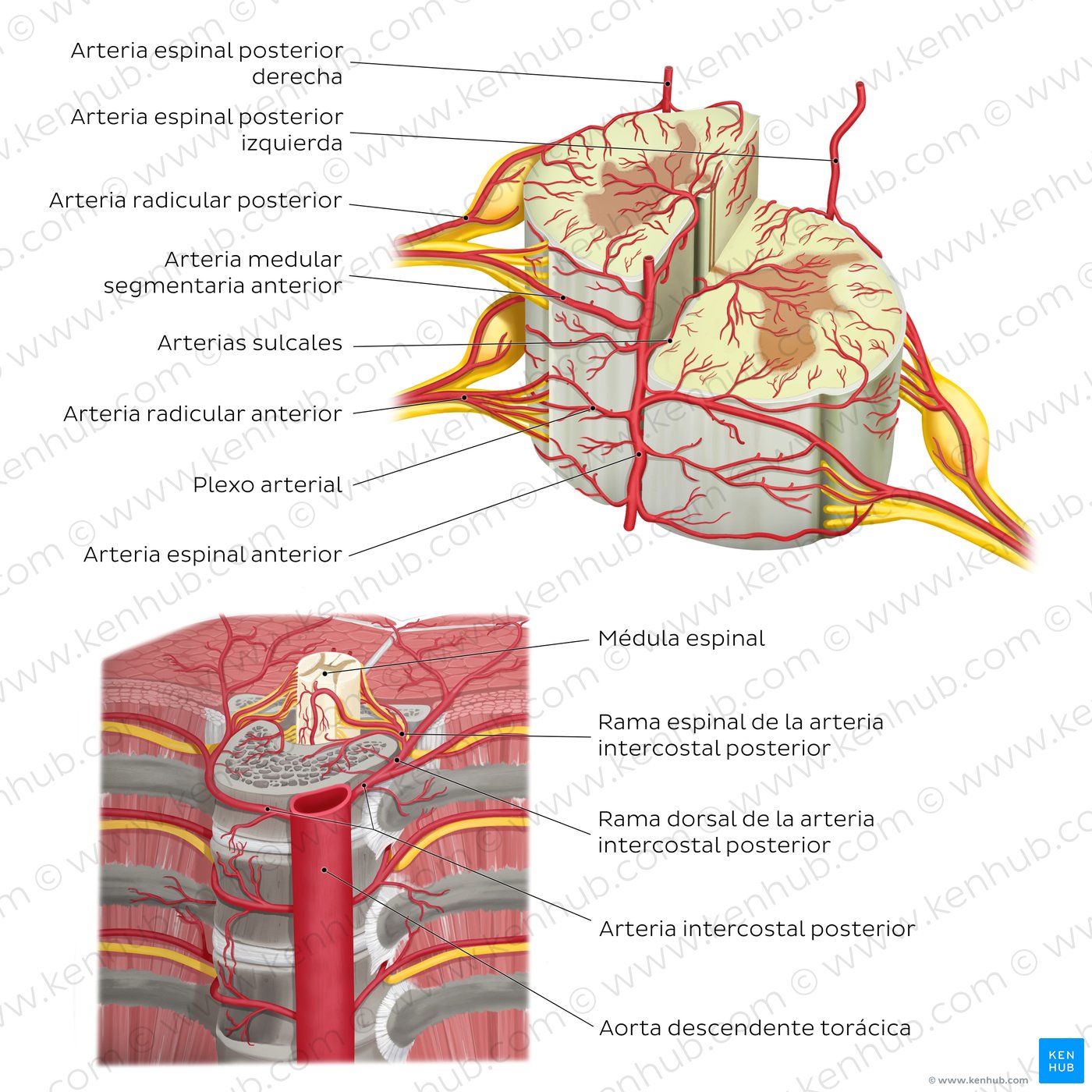 Arterias de la médula espinal
