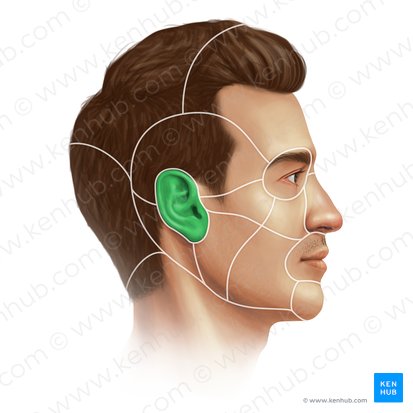 Auricular region (Regio auricularis); Image: Paul Kim