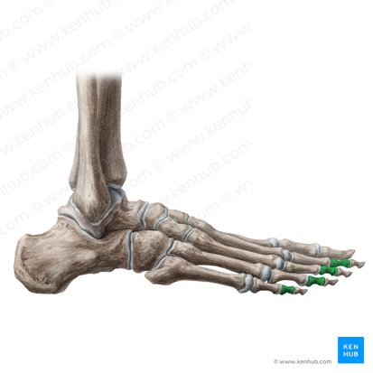 Falanges medias del 2º-5º dedo del pie (Phalanges mediae digitorum 2-5 pedis); Imagen: Liene Znotina