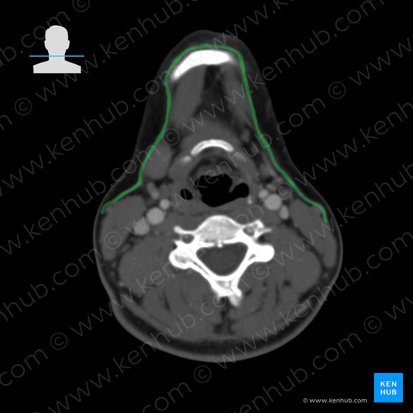 Platisma (Musculus platysma); Imagem: 