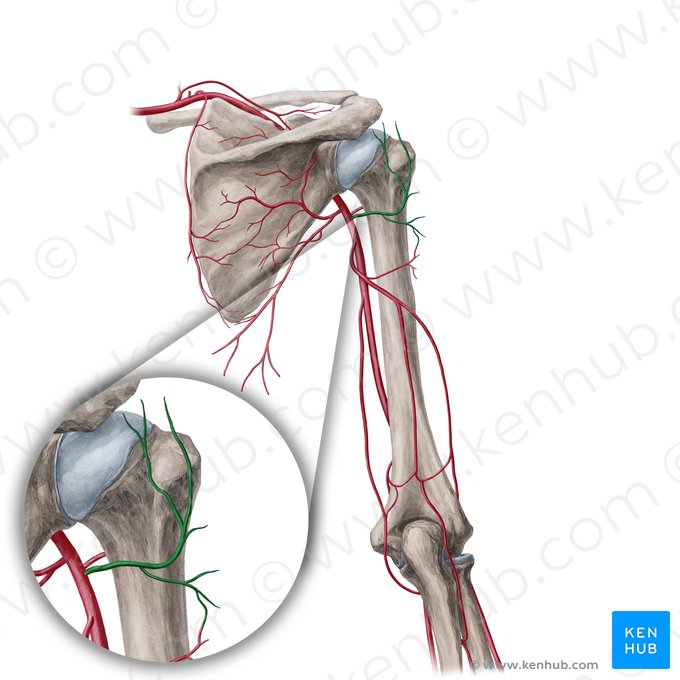 Artéria circunflexa posterior do úmero (Arteria circumflexa posterior humeri); Imagem: Yousun Koh