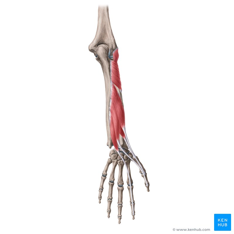 Deep posterior forearm muscles (supinator, abductor pollicis longus, extensor pollicis brevis, extensor pollicis longus, extensor indicis)