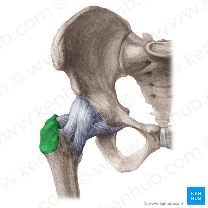 Greater trochanter of femur (Trochanter major ossis femoris); Image: Liene Znotina