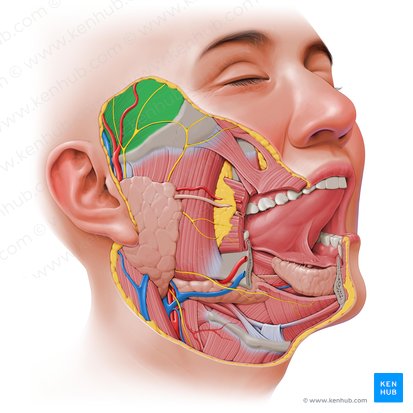 Temporalis muscle (Musculus temporalis); Image: Paul Kim