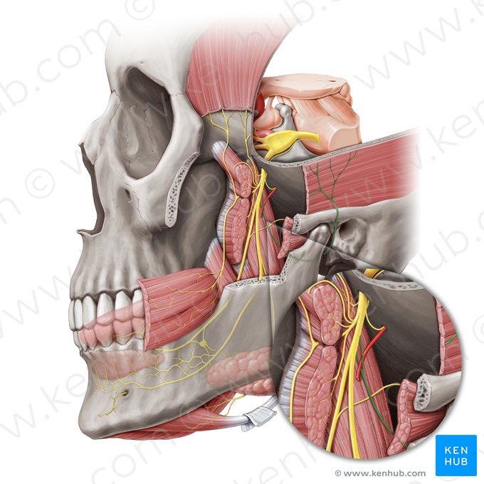 Nervo auriculotemporal (Nervus auriculotemporalis); Imagem: Paul Kim