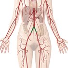 Pelvic arteries