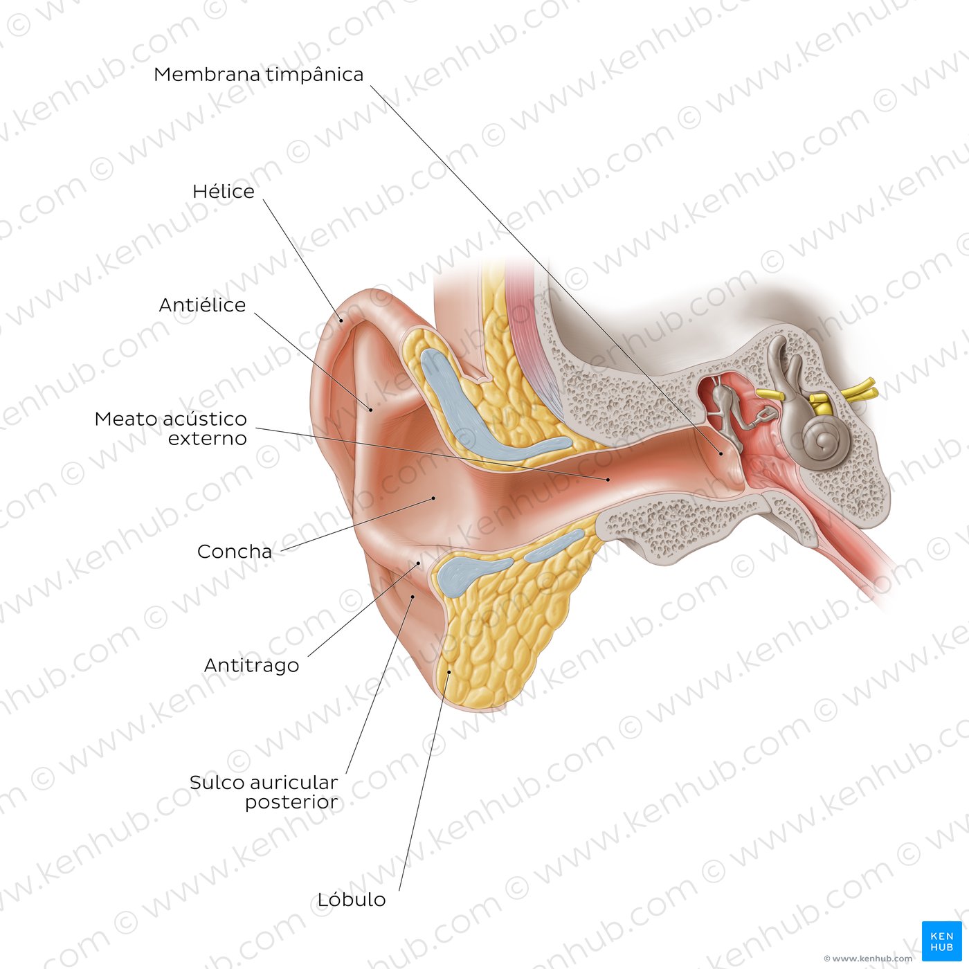 Orelha externa: corte coronal