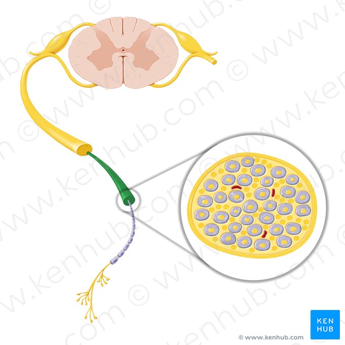 Fascículo nervioso (Fasciculus nervi); Imagen: Paul Kim