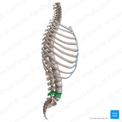Vertebra L5; Image: Irina Münstermann