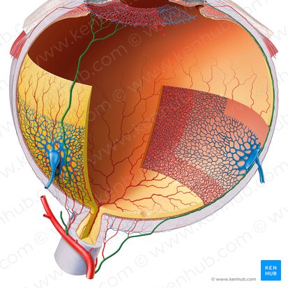 Artérias ciliares posteriores longas (Arteriae ciliares posteriores longae); Imagem: Paul Kim